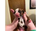Boxer Puppy for sale in Brandon, VT, USA