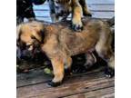 Irish Wolfhound Puppy for sale in Mathis, TX, USA