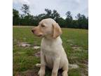 Labrador Retriever Puppy for sale in Reidsville, GA, USA