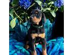 Doberman Pinscher Puppy for sale in Troy, ME, USA