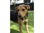 Adopt BUSTER BROWN a Black - with Tan, Yellow or Fawn Mixed Breed (Medium) /