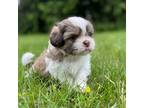 Shih Tzu Puppy for sale in Mishawaka, IN, USA