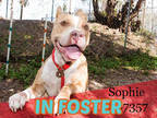 Adopt SOPHIE a Tan/Yellow/Fawn - with White Mixed Breed (Medium) / Mixed dog in