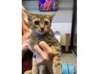 Adopt KAILUA a Brown Tabby Domestic Shorthair / Mixed (short coat) cat in