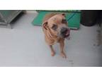 Adopt BLAZE a Tan/Yellow/Fawn American Pit Bull Terrier / Mixed dog in Waco