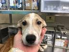 Adopt SKYE a Brown/Chocolate Labrador Retriever / Mixed dog in Waco