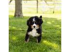 Bernese Mountain Dog Puppy for sale in Warsaw, IN, USA