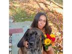 Experienced Pet Sitter in Glen Mills, PA Affordable Rates & Reliable Care