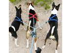Caring Dog Walker / Experienced, Reliable Pet Sitter in Elephant Butte, NM -