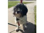 Adopt CINCY a Black - with White Havanese / Mixed dog in Vero Beach