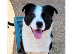 Adopt MAX a Black - with White Border Collie / Mixed dog in Albuquerque