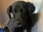Adopt OLIVER a Black - with White Labrador Retriever / Mixed dog in Albuquerque
