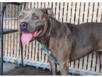 Adopt MISSY a Gray/Silver/Salt & Pepper - with White Mixed Breed (Medium) /