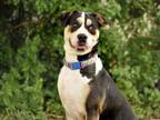 Adopt SKITTLES a Tricolor (Tan/Brown & Black & White) Labrador Retriever / Mixed