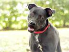 Adopt HARLEY a Black - with White American Staffordshire Terrier / Mixed dog in