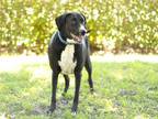 Adopt LEO a Black - with White Labrador Retriever / Mixed dog in Tavares