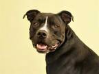 Adopt BUDDY a Black - with White American Pit Bull Terrier / Mixed dog in
