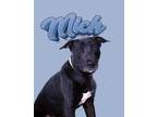 Adopt MICK a Black Labrador Retriever / Mixed dog in Casa Grande, AZ (33853913)