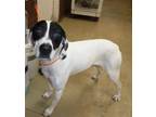 Adopt BAILEY a White - with Black Pointer / Mixed dog in Sanford, FL (37012514)