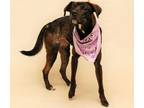 Adopt MIRA a Brown/Chocolate Catahoula Leopard Dog / Mixed dog in Sanford