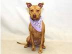 Adopt TRIXIE a Red/Golden/Orange/Chestnut - with White American Pit Bull Terrier