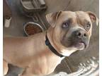 Adopt BERNIE a Brown/Chocolate - with White American Staffordshire Terrier /