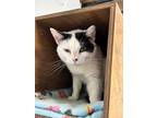 Adopt Mona Lisa a Black & White or Tuxedo Domestic Shorthair (short coat) cat in