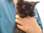Adopt ASH a All Black Domestic Shorthair / Mixed (short coat) cat in Palmer