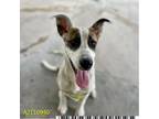 Adopt JAXX a Brindle - with White Catahoula Leopard Dog / Mixed dog in West Palm