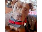 Adopt LIGHTNING a Brown/Chocolate American Pit Bull Terrier / Mixed dog in