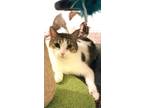Adopt Tone a Domestic Shorthair / Mixed (short coat) cat in Brigham City -