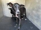 Adopt XENA a Black - with White Pointer / Mixed dog in San Antonio