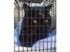 Adopt MIDNIGHT a All Black Domestic Mediumhair / Mixed (medium coat) cat in San