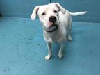 Adopt CASPER a White American Staffordshire Terrier / Mixed dog in San Antonio