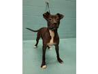 Adopt DAISY a Black - with White American Staffordshire Terrier / Mixed dog in