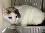 Adopt BILLIE a Calico or Dilute Calico Domestic Shorthair / Mixed (short coat)