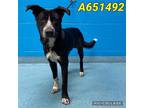 Adopt TOBY a Black - with White Labrador Retriever / Mixed dog in San Antonio