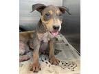 Adopt SHI a Gray/Blue/Silver/Salt & Pepper American Staffordshire Terrier /