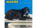 Adopt PHOEBE a Black - with White Labrador Retriever / Mixed dog in San Antonio