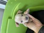 Adopt TACO a Tan/Yellow/Fawn Labrador Retriever / Mixed dog in San Antonio