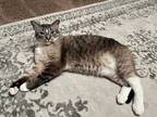 Adopt LEO a Brown Tabby Domestic Shorthair / Mixed (short coat) cat in San
