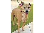 Adopt BEJING a Tan/Yellow/Fawn American Staffordshire Terrier / Mixed dog in