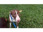 Adopt KAT a Brown/Chocolate - with White American Staffordshire Terrier /