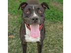 Adopt FLYNN a Black - with White American Staffordshire Terrier / Mixed dog in