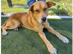Adopt TYSON a Tan/Yellow/Fawn - with White Labrador Retriever / Mixed dog in