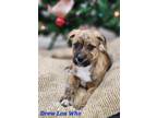 Adopt Drew Lou Who a Terrier (Unknown Type, Small) / Mixed dog in Cambridge