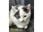 Adopt Panda a Domestic Shorthair / Mixed (short coat) cat in Cambridge
