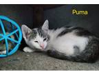 Adopt Puma a Domestic Shorthair / Mixed (short coat) cat in Cambridge