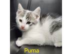 Adopt Puma a Domestic Shorthair / Mixed (short coat) cat in Cambridge