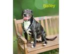 Adopt Bailey a Labrador Retriever / Labrador Retriever / Mixed dog in Cambridge